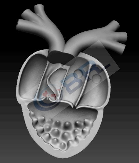 青蛙心脏的内部结构3d模型