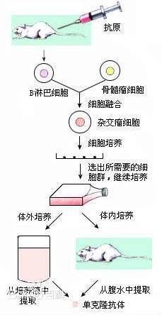 单克隆抗体生产3D虚拟仿真软件